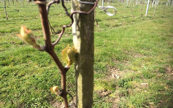 The buds are out… and we’re on frost watch picture