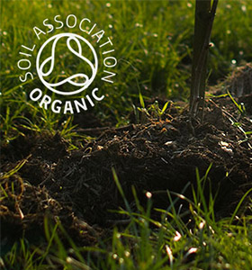 Oxney is now the UK’s Largest Organic Vineyard picture