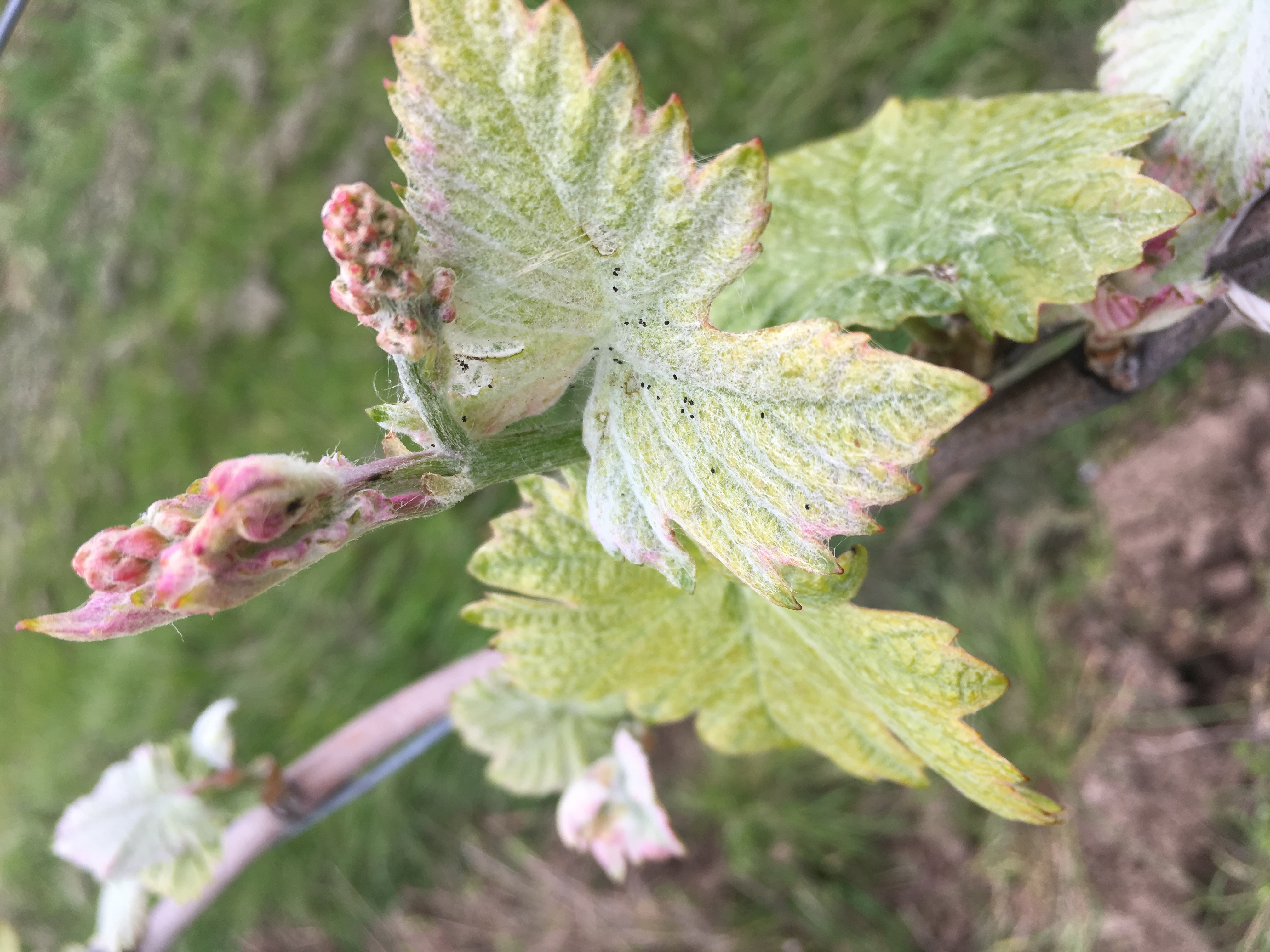 2019 is looking good in the vineyard picture